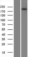 ABCA3 Protein (Over-Expression Lysate Myc-DDK (Flag))