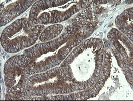 POLR3C Antibody (clone OTI2H1)