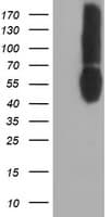 Monoclonal Mouse anti-Human CD80 Antibody (clone OTI3F1, IHC, WB)