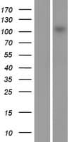 MAP3K13 / LZK Protein (Over-Expression Lysate Myc-DDK (Flag))