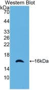 CRADD / RAIDD Antibody (aa1-199, APC)