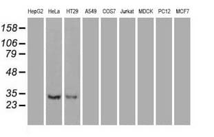 NTF3 / Neurotrophin 3 Antibody (clone OTI3D4)