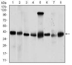 PPM1A / PP2CA Antibody (clone 7F12H6)