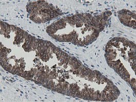 MIPEP Antibody (aa174-516, clone OTI5E7, Carrier-free)