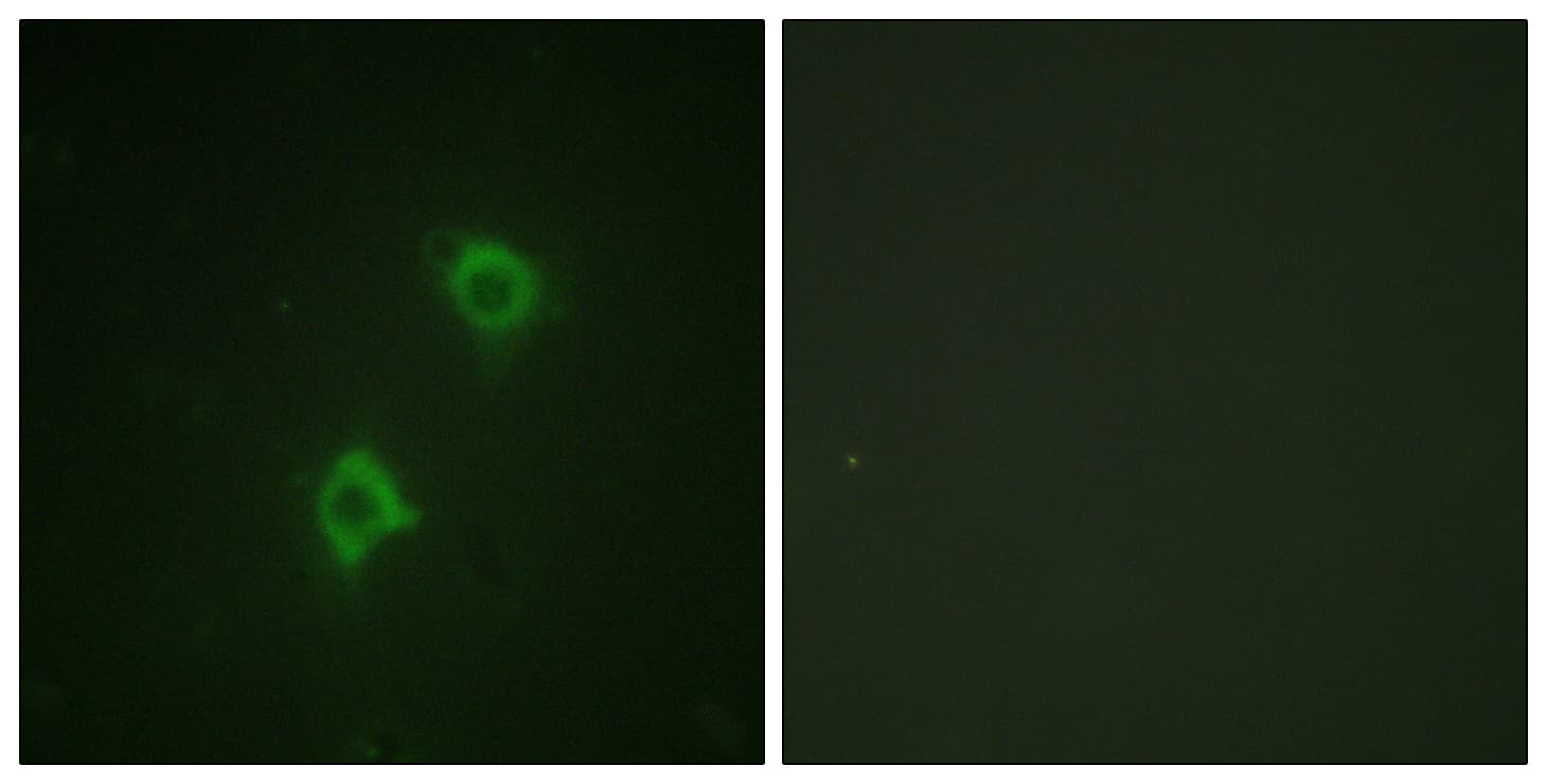 STX1A / Syntaxin 1A Antibody (aa1-50)