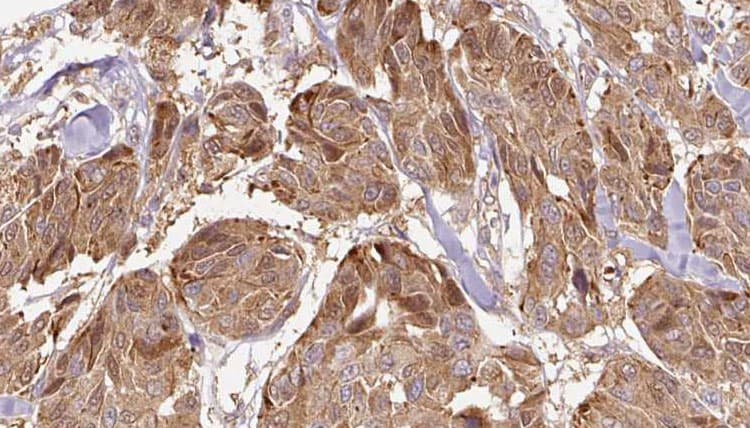 Polyclonal Rabbit anti-Human FAM3D Antibody (IHC, IF, WB)