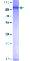 Human GMPS / GMP Synthase Protein (Recombinant GST)
