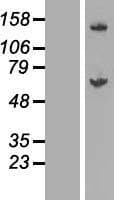 GALNT14 Protein (Over-Expression Lysate Myc-DDK (Flag))