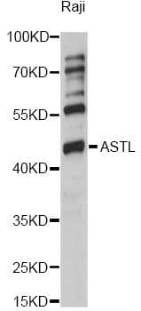 ASTL Antibody
