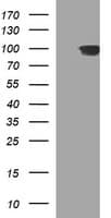ADAMTS8 Antibody (clone OTI2H5, Carrier-free)