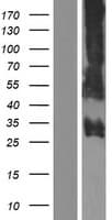 PRSS57 Protein (Over-Expression Lysate Myc-DDK (Flag))
