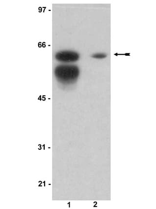 IHC-plus™ KHDRBS1 / SAM68 Antibody (aa331-348)