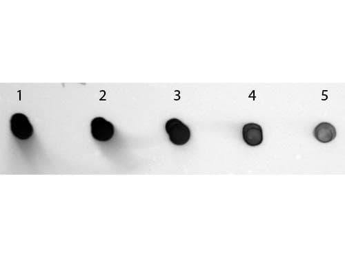 Sheep Anti-Human IgG Secondary Antibody (AP)