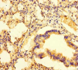 Polyclonal Rabbit anti-Human PAG1 Antibody (IHC, IF, WB)