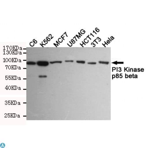 PIK3R2 / p85 Beta Antibody