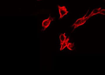 IGF1R / IGF1 Receptor Antibody (phospho-Tyr1346)