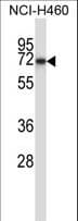 Polyclonal Rabbit anti-Human FZD9 / Frizzled 9 Antibody (aa7-35, WB)