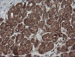 ROMO1 Antibody (clone OTI2C12)