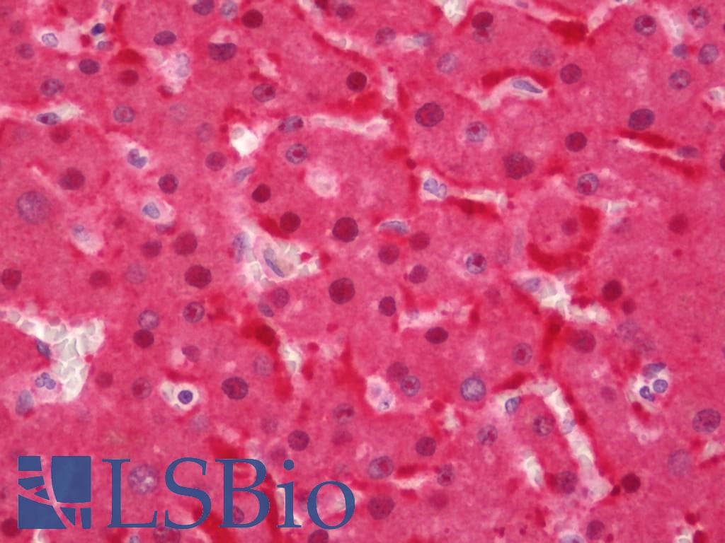PCK1 Antibody (Biotin)