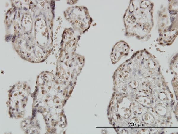 Monoclonal Mouse anti-Human MYNN Antibody (clone 3E8, IHC, IF, WB)