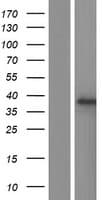 SUMF2 Protein (Over-Expression Lysate Myc-DDK (Flag))