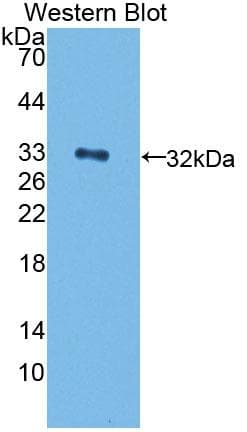 ERBB4 / HER4 Antibody (aa29-278, APC)