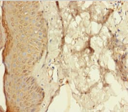 Polyclonal Rabbit anti-Human RETN / Resistin Antibody (aa19-108)