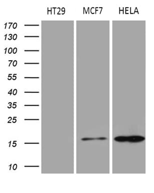 AGR2 Antibody (aa21-175, clone OTI5E10)