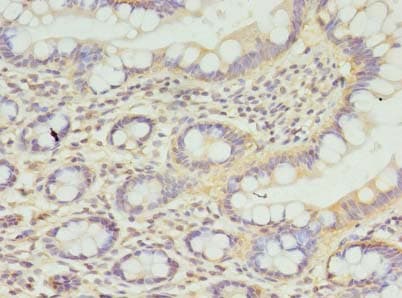 CPED1 Antibody
