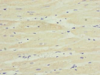 Polyclonal Rabbit anti-Human TPK1 Antibody (IHC, IF, WB)