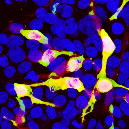 mCherry Antibody