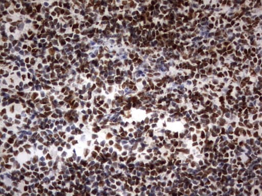 PARN Antibody (aa1-266, clone UMAB143, Carrier-free)