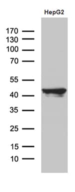 Monoclonal Mouse anti-Human APOL1 / Apolipoprotein L Antibody (clone OTI5E10, aa28-339, WB)
