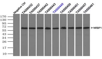 NRBP1 / NRBP Antibody (clone OTI2A5)