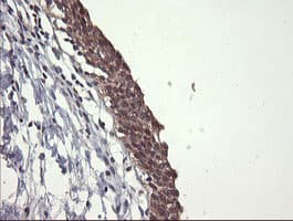 UBE2G2 Antibody (clone OTI4D4, Carrier-free)