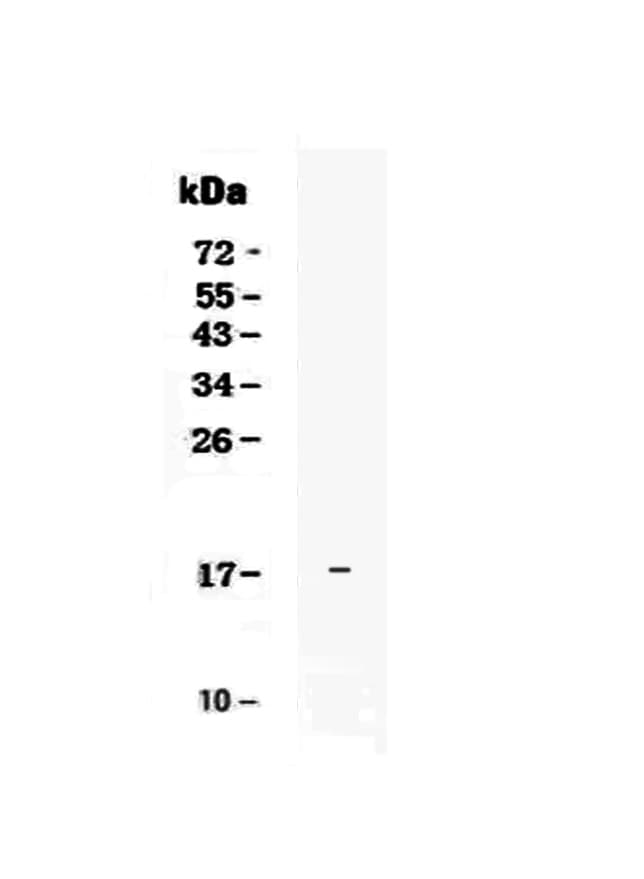 Polyclonal Rabbit anti-Human IL25 / IL17E Antibody (WB)
