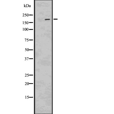 LRP6 Antibody (phospho-Ser1490)