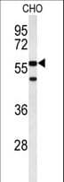 ACTR5 / ARP5 Antibody (aa539-568)