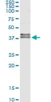 CD95 / FAS Antibody (clone 5B4)
