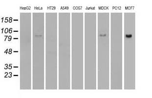 BRAF / B-Raf Antibody (clone OTI4C11)