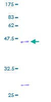Human CPLX1 / Complexin 1 Protein (Recombinant GST)