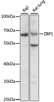 Polyclonal Rabbit anti-Human ZBP1 Antibody (WB)