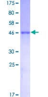 Human FHL5 Protein (Recombinant GST)