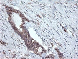 PECAM-1 / CD31 Antibody (clone OTI2C3)
