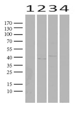 NKX3-1 Antibody (clone UMAB196)