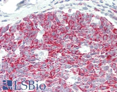 BRD9 Antibody (aa51-100)