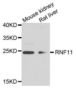 Polyclonal Rabbit anti-Human RNF11 Antibody (WB)
