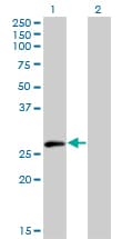 ELF5 Antibody (clone 3D10)
