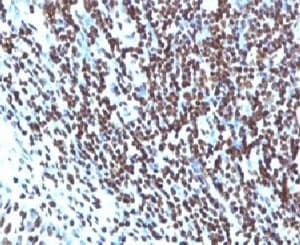 Histone H1 Antibody (clone HH1/957, Ready-to-Use)