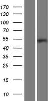 ARHGAP8 Protein (Over-Expression Lysate Myc-DDK (Flag))